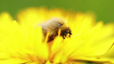 A macro of cute little bee collecting nectar from yellow flower