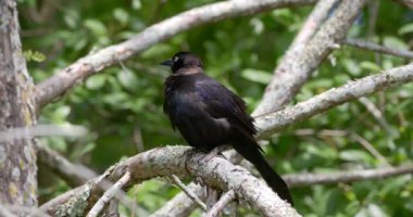 A grackle preening on a tree branch in Florida