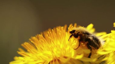 A selective focus shot of a beetle collects pollen from dandelions