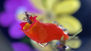 A tiny ant on the top of a red flower is moving its feet. It resembles conducting an orchestra. Animal musical concept.