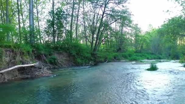 Closeup Poplar Tree Ega River Navarre Spain — Stockvideo