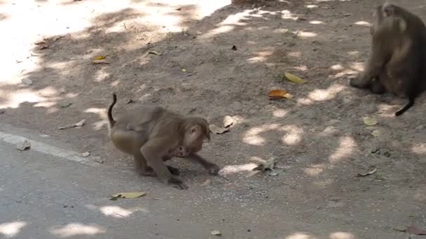 Mono Que Sostiene Bebé Come Semillas Arroz Suelo — Vídeo de stock