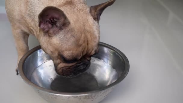 Cute French Bulldog Drinking Water Bowl — Stock videók
