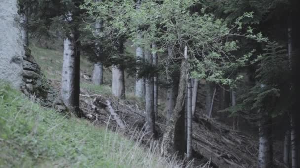 Closeup Footage Forest Trees Rainy Day Valle Muggio Ticino Switzerland — Stock videók