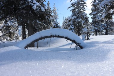 A closeup of snowy pine forest with icy park