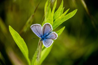 A closeup shot of a tropical blue butterfly on a green leaf