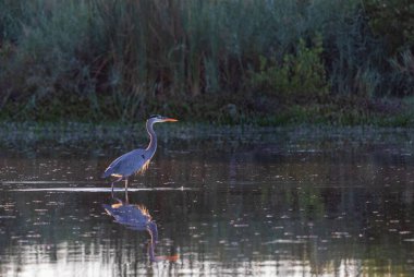 Great blue heron standing in water with reflection and mangroves in the background.
