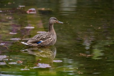 A selective of a female mallard duck wading in a lake