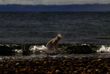 A selective focus shot of herring gull flying up from the rocky beach