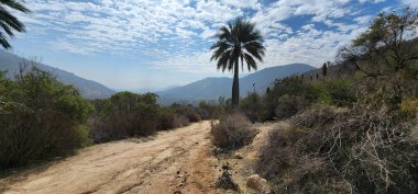 Güneşli bir günde Şili 'deki La Campana Milli Parkı