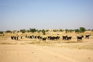 A herd of goats in a field in Serengeti, Tanzania
