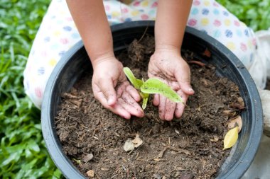 A closeup shot of hands around a sprouting green plant-environmental concept
