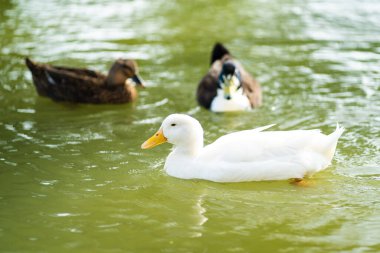 A closeup of several ducks swimming in a lake of Tri-City Park, Placentia, California, United States