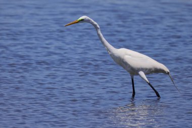 Güneşli bir günde nehirde yiyecek arayan büyük balıkçıl kuşunun güzel bir görüntüsü.