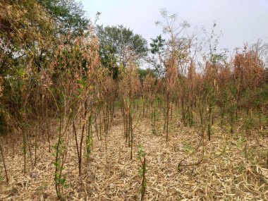 A beautiful shot of a seedlings