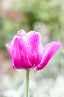A vertical shot of a blooming purple tulip in Hidcote Gardens, Oxfordshire