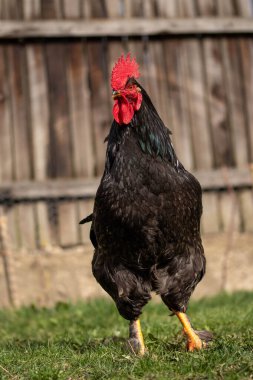 Güneşli bir günde arka bahçede güzel siyah bir horozun yakın çekimi.