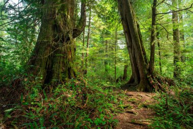 A big tree trail in the forest of the Meares Island, Tofino, BC Canada