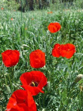 A closeup of fresh red poppies blooming in the meadow