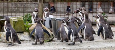 Hayvanat bahçesinde bir grup sevimli penguen.