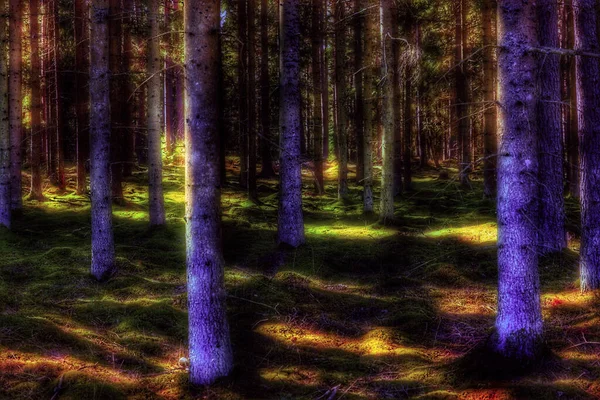 Mystic View Path Woods Partially Lit Sunlight — Stock Photo, Image