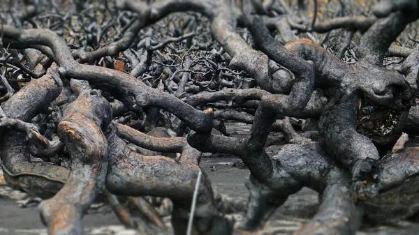 Tangled Burnt Tree Limbs Goblin Swamp — Stock Photo, Image