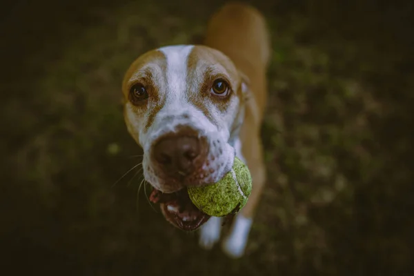 A closeup of a dog biting its toy ball