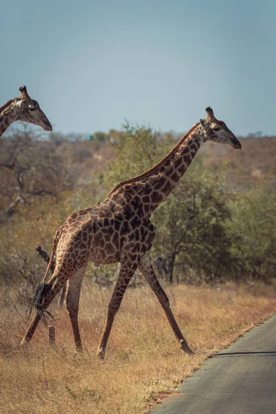 Closeup Two Giraffes Safari — Stockfoto