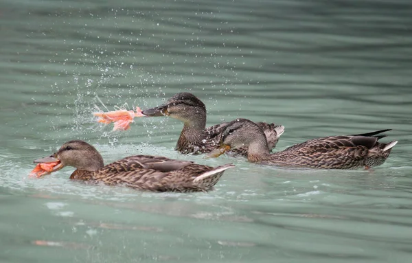 Closeup Flock Ducks Swimming Splashing Water Lake — Stock Photo, Image