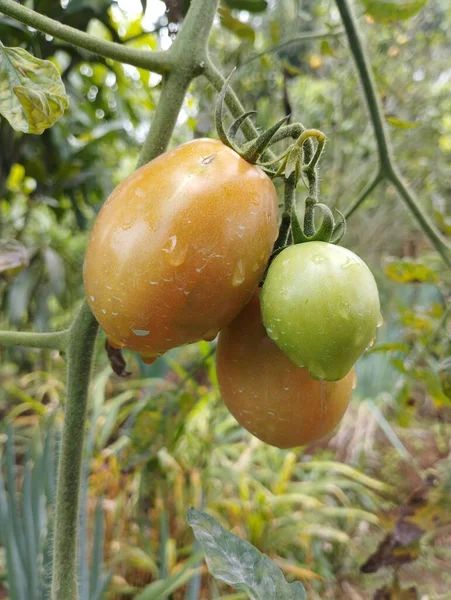 Vertical Closeup Unripe Half Ripe Tomatoes Vine — Foto de Stock