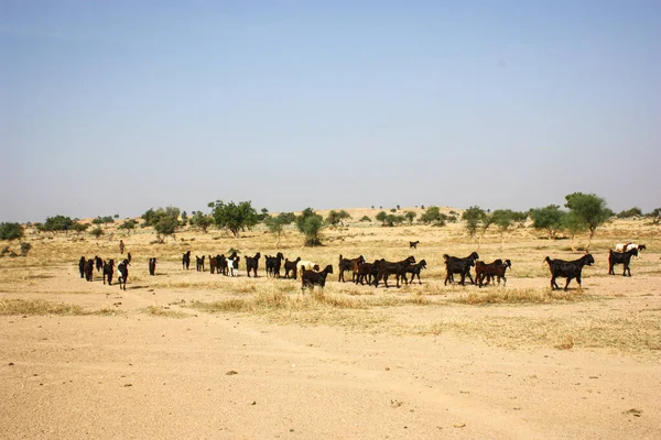 Herd Goats Field Serengeti Tanzania — Foto de Stock