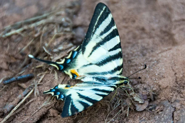 Прекрасний Метелик Iphiclides Podalirius Scarce Swallowtail Гора Ртандж Сербія — стокове фото