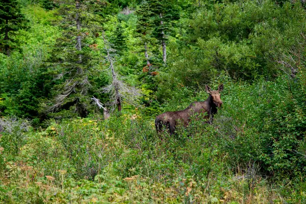 Moose Shot Grinnell Glacier Trail Glacier National Park — Photo