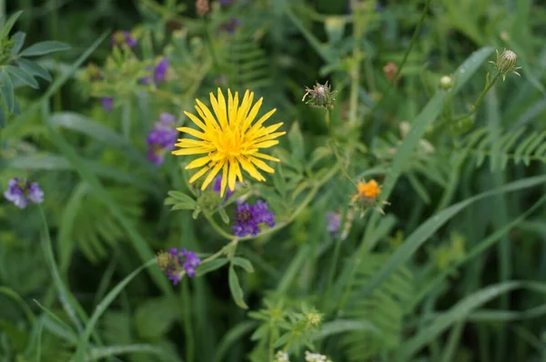 Closeup Shot Yellow Dandelion Growing Field —  Fotos de Stock