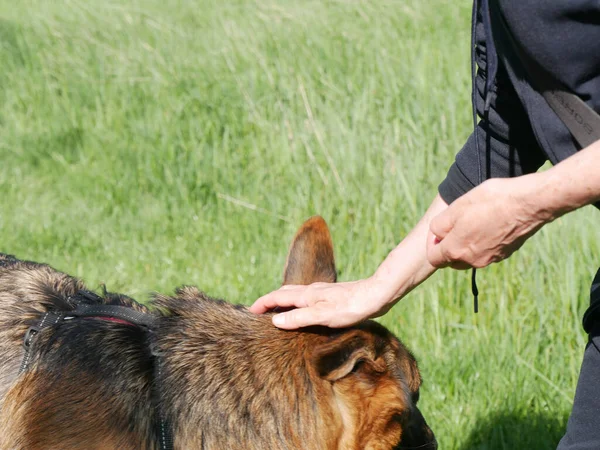 Owner Giving Reward German Shepherd Dog — Stock Photo, Image