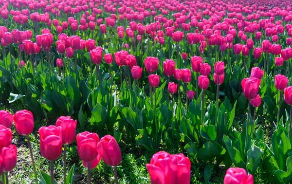 Primer Plano Tulipanes Rosas Florecientes Jardín —  Fotos de Stock