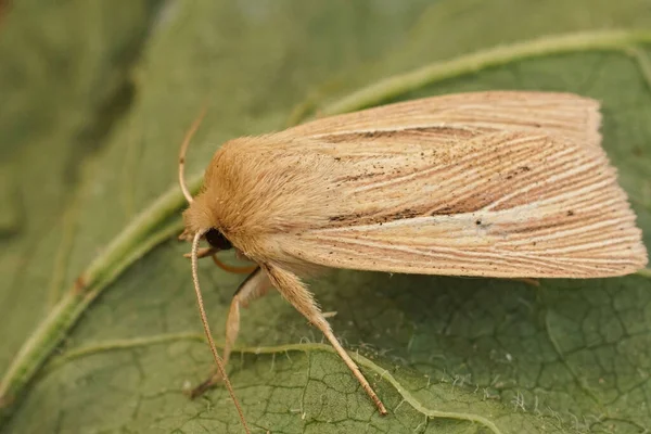 Detailed Closeup Lightbrown Mythimna Impura Smoky Wainscot Moth Sitting Green — Foto Stock