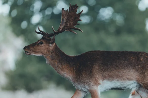 Side Portrait Male Deer Blurred Background —  Fotos de Stock
