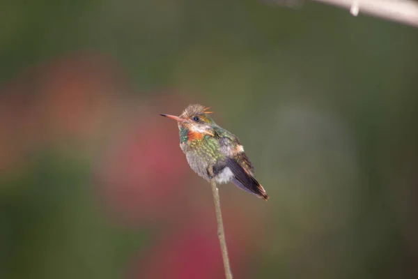 Shallow Focus Shot Tufted Coquette Perched Branch — Zdjęcie stockowe