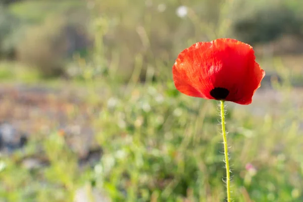 Closeup Shot Blooming Red Poppy Field — Stock Photo, Image