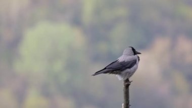 A Shallow focus of Corvus Cornix bird standing on a tree with a blurry background
