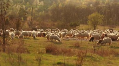 A herd of sheep grazing on the pasture in the meadow
