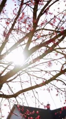 A footage of cherry blossoms at spring daytime