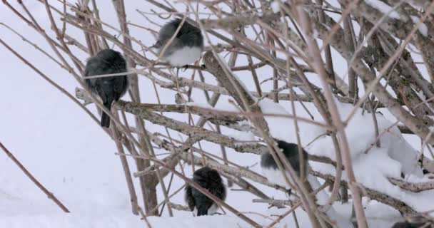Winnipeg Manitoba Canada 2022 Recently Migrated Birds Southern Manitoba Struggling — Stock video