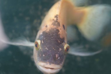 A closeup shot of a fish at the zoo in Taipei, Taiwan