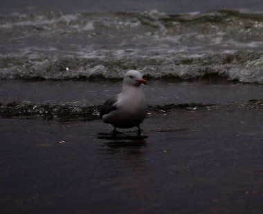 A greyscale closeup shot of a seagull at the edge of the water