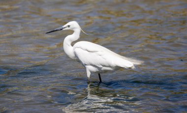 A closeup shot of a little egret