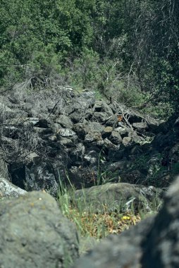 A beautiful landscape of a dense forest