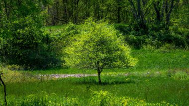 A green tree grown on a grassy ground in the dense forest