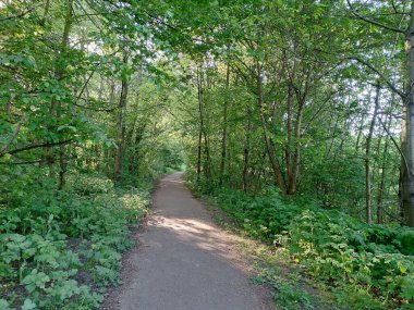 Parlak yeşil bir parkta uzun bir yürüyüş yolu